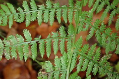 Dryopteris dilatata