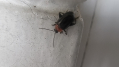 Disonycha xanthomelas