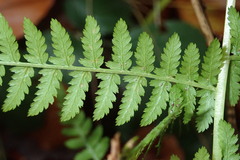 Dryopteris dilatata