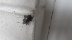 Disonycha xanthomelas