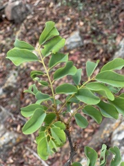 Dalbergia nitidula