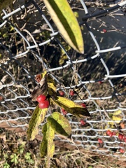 Lonicera