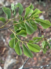 Dalbergia nitidula