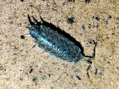 Porcellionides cingendus