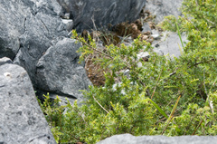 Juniperus formosana