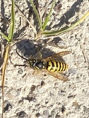 Vespula flavopilosa