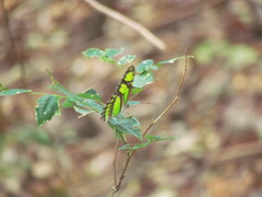 Philaethria wernickei