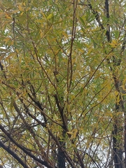 Fraxinus angustifolia