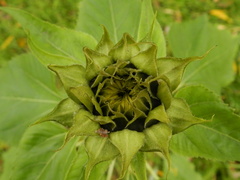 Helianthus annuus