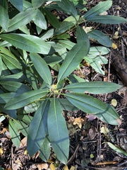 Rhododendron maximum
