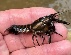 Procambarus