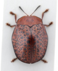 Chelymorpha variolosa