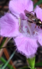 Chalcosyrphus metallicus