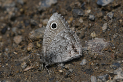 Cercyonis oetus pallescens