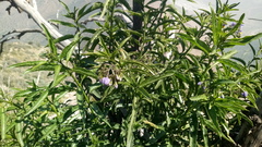 Solanum crispum