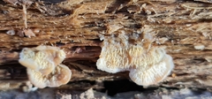 Merulius tremellosus