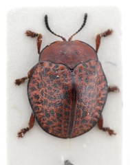 Chelymorpha variolosa