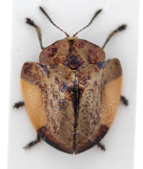 Cyrtonota lateralis