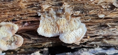 Merulius tremellosus