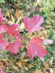 Viburnum opulus opulus