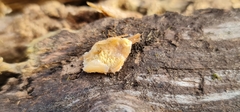 Merulius tremellosus