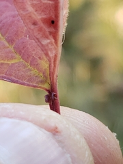 Viburnum opulus opulus