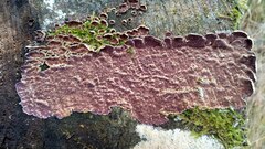 Trichaptum fuscoviolaceum