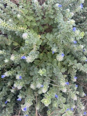 Vitex rotundifolia