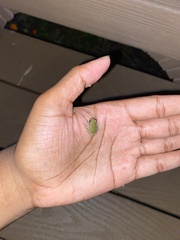 Hyla versicolor