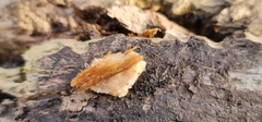 Merulius tremellosus