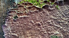 Trichaptum fuscoviolaceum