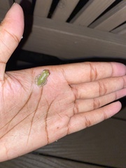 Hyla versicolor