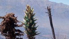 Puya alpestris