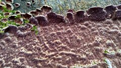 Trichaptum fuscoviolaceum