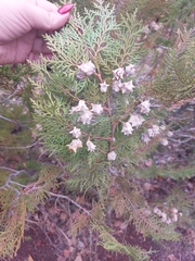 Platycladus orientalis