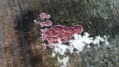 Trichaptum fuscoviolaceum