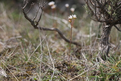Saxifraga