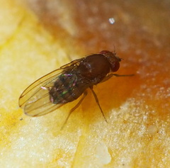 Drosophila immigrans