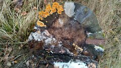 Trichaptum fuscoviolaceum