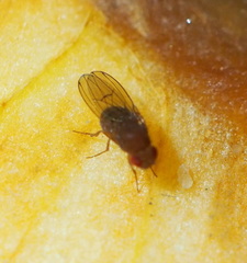 Drosophila immigrans