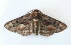 Phaeoura mexicanaria