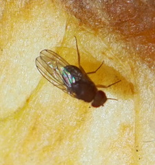 Drosophila immigrans