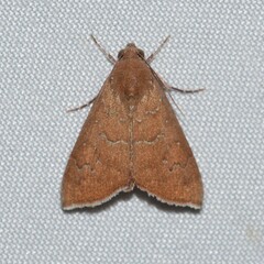 Anomis illita