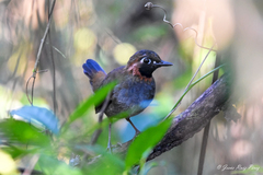 Formicarius moniliger