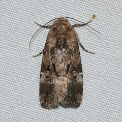 Elaphria chalcedonia