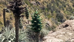 Puya alpestris