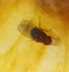 Drosophila immigrans