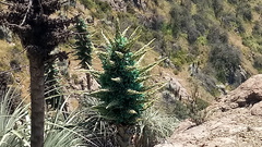 Puya alpestris