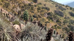 Puya alpestris