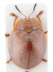 Chelymorpha marginata